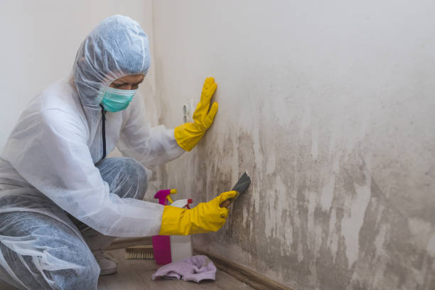 Best Mold Testing and Removal  in Malone, FL