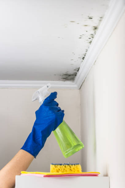 Best Mold Remediation  in Malone, FL